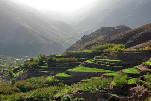 terraces of crops in high atlas