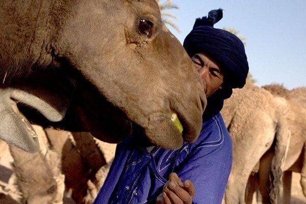 a local person touching his camel