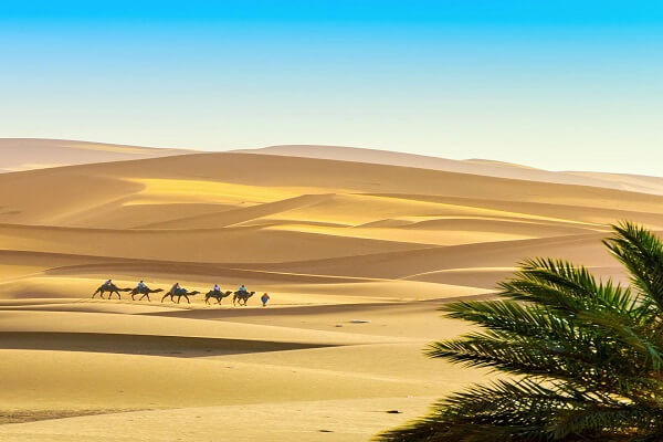 group of camels walking in the desert