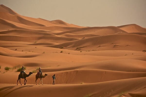 boy leading camels in the sahara desert