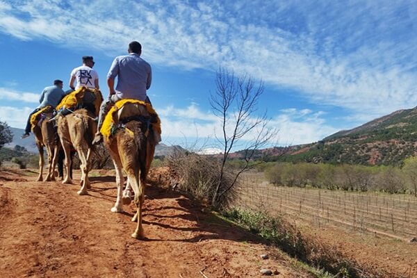 riding camels in morocco