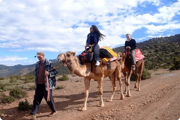 guy leading camels in the mountains