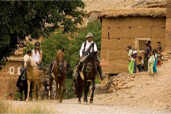 group of horses in berber village