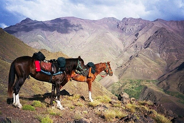 two horses standing in the mountains