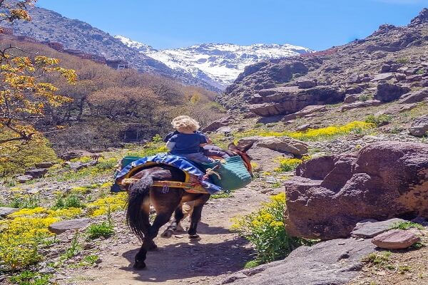 a bybe boy riding a mule in atlas mountains in morocco