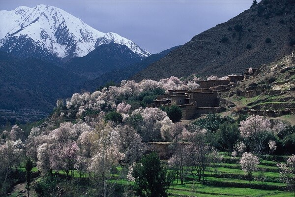 chere blossom in village in morocco