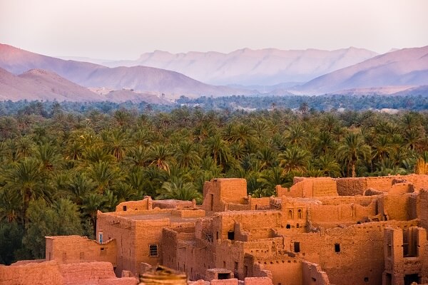 palme trees in oasis in morocco