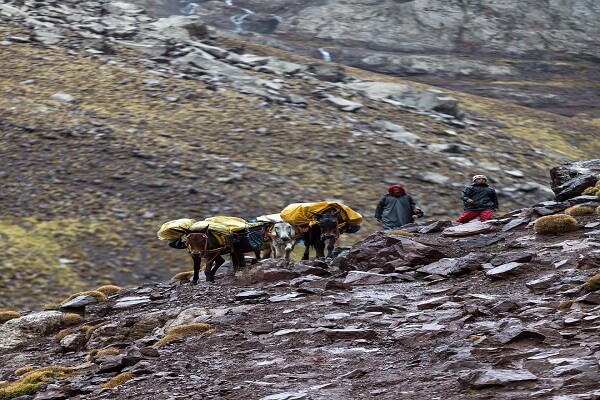 mules walking in mountains