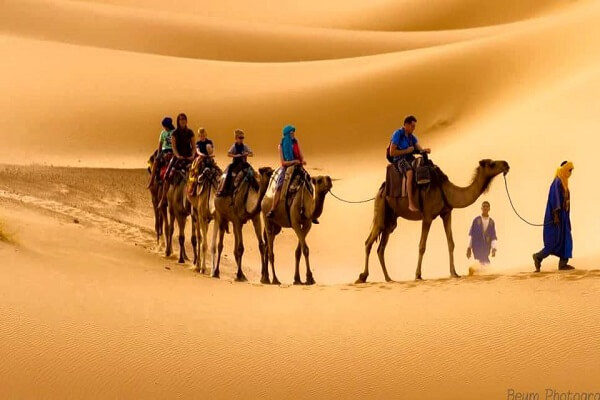 people riding camels in sahara desert