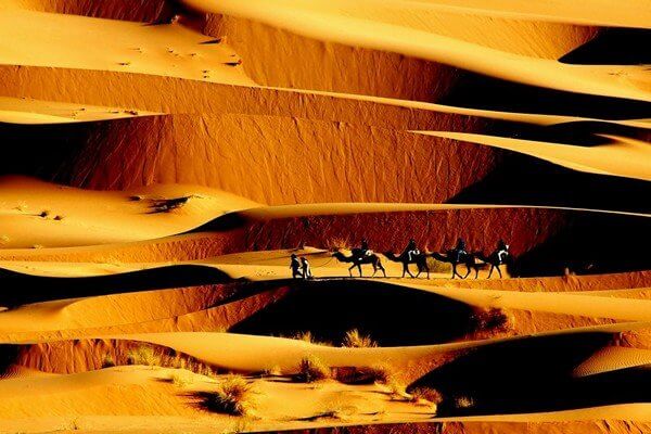 camels between sand dunes walking