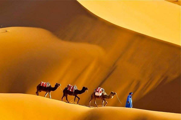 three camels walking on the sand dunes