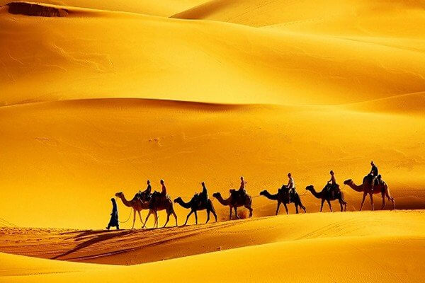 people riding camels in sahara desert