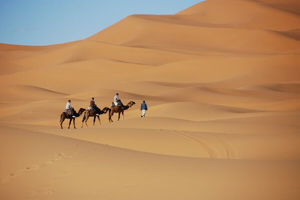 camels walking in erg chebbi