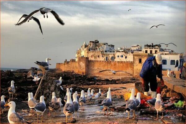 birds flying near beach od essaouira