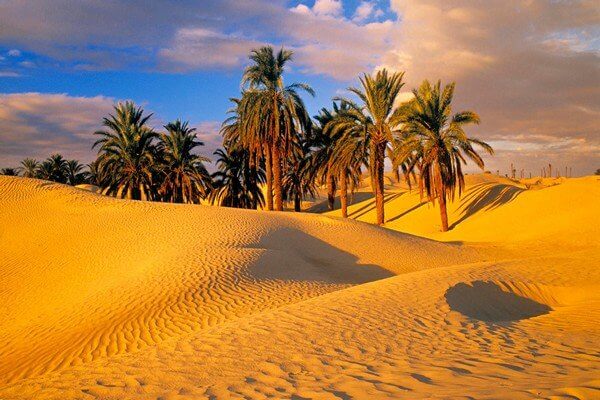 palm trees and sand dunes