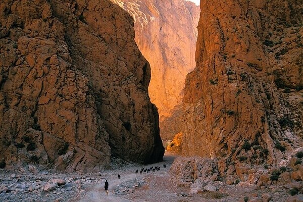 todra gorges morocco goats walking on gorges
