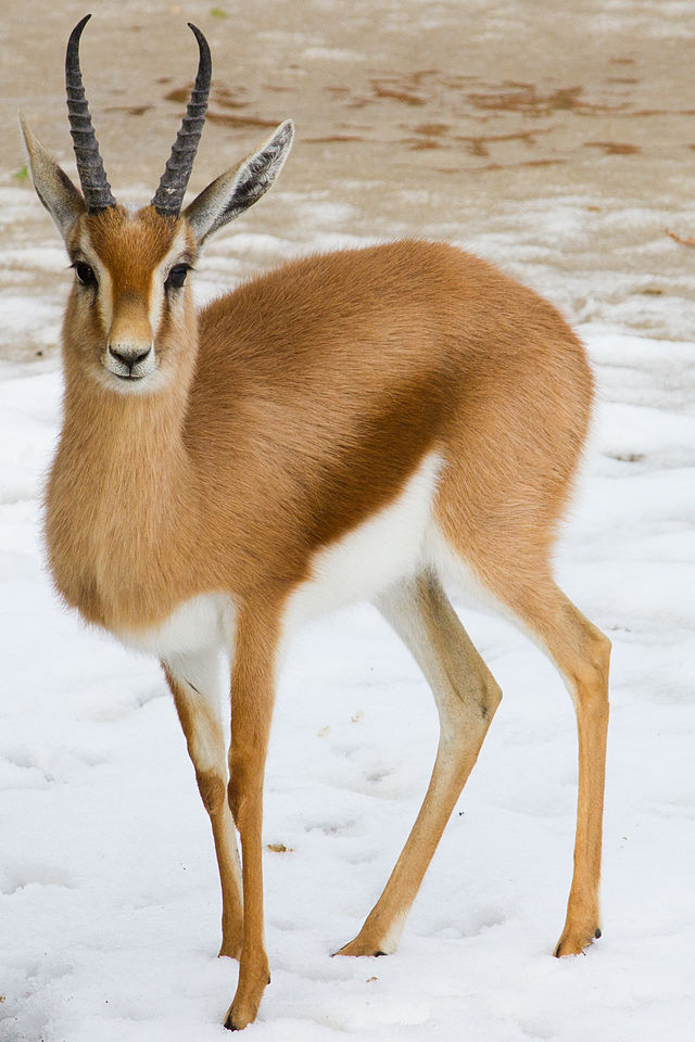 Dorcas gazelle-marwell
