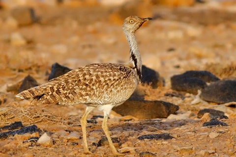 Houbara-Bustard