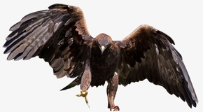 The Golden eagle