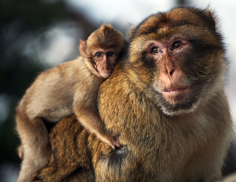 barbary-macaque-morocco