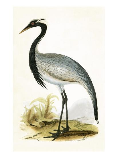 numidian-crane-from-a-history-of-the-birds-of-europe-not-observed-in-the-british-isles_u-l-pg88uv0