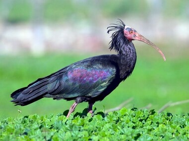 the bald ibis in morocco