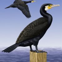the-great-cormorant