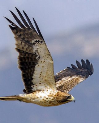 the_booted_eagle